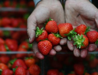 Wimbledon: Erdbeeren trotz feuchten Frühlings „perfekt“